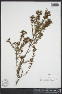 Hypericum fasciculatum image