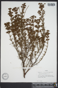 Hypericum fasciculatum image