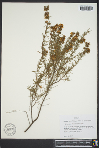 Hypericum fasciculatum image