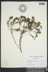 Hypericum fasciculatum image