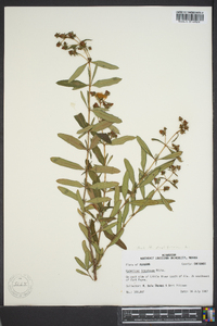 Hypericum frondosum image