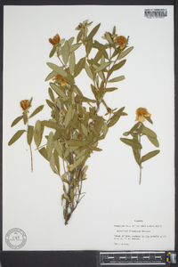 Hypericum frondosum image