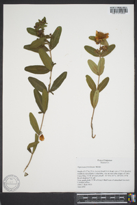 Hypericum frondosum image