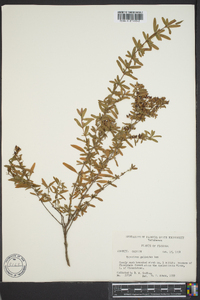Hypericum galioides image