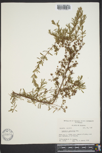 Hypericum galioides image