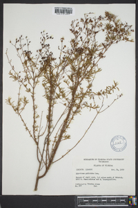 Hypericum galioides image