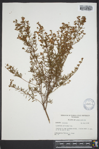 Hypericum galioides image