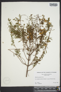 Hypericum galioides image