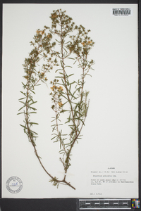 Hypericum galioides image