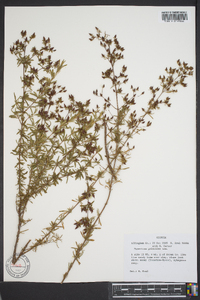 Hypericum galioides image