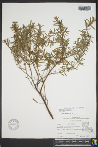 Hypericum galioides image