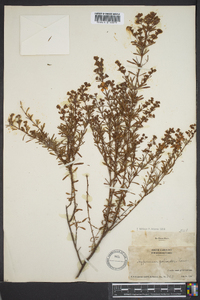 Hypericum galioides image