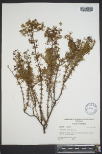 Hypericum galioides image