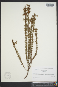 Hypericum galioides image