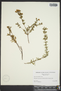 Hypericum galioides image