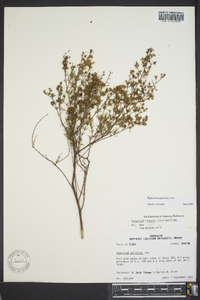 Hypericum galioides image