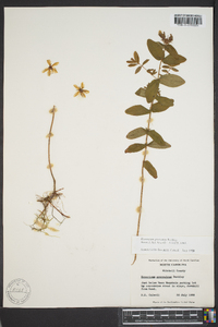 Hypericum graveolens image