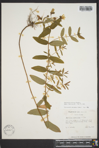 Hypericum graveolens image