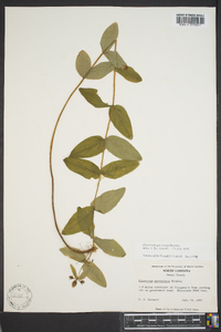 Hypericum graveolens image