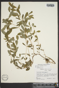 Hypericum graveolens image