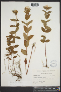 Hypericum graveolens image