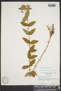 Hypericum graveolens image