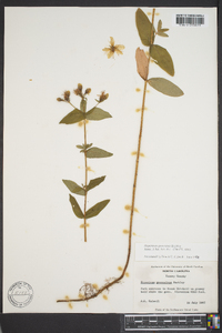 Hypericum graveolens image