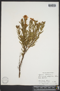 Hypericum kalmianum image