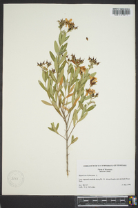 Hypericum kalmianum image