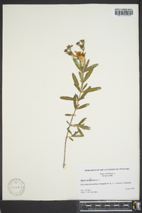 Hypericum kalmianum image