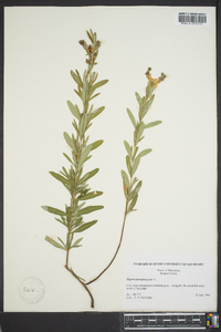 Hypericum kalmianum image