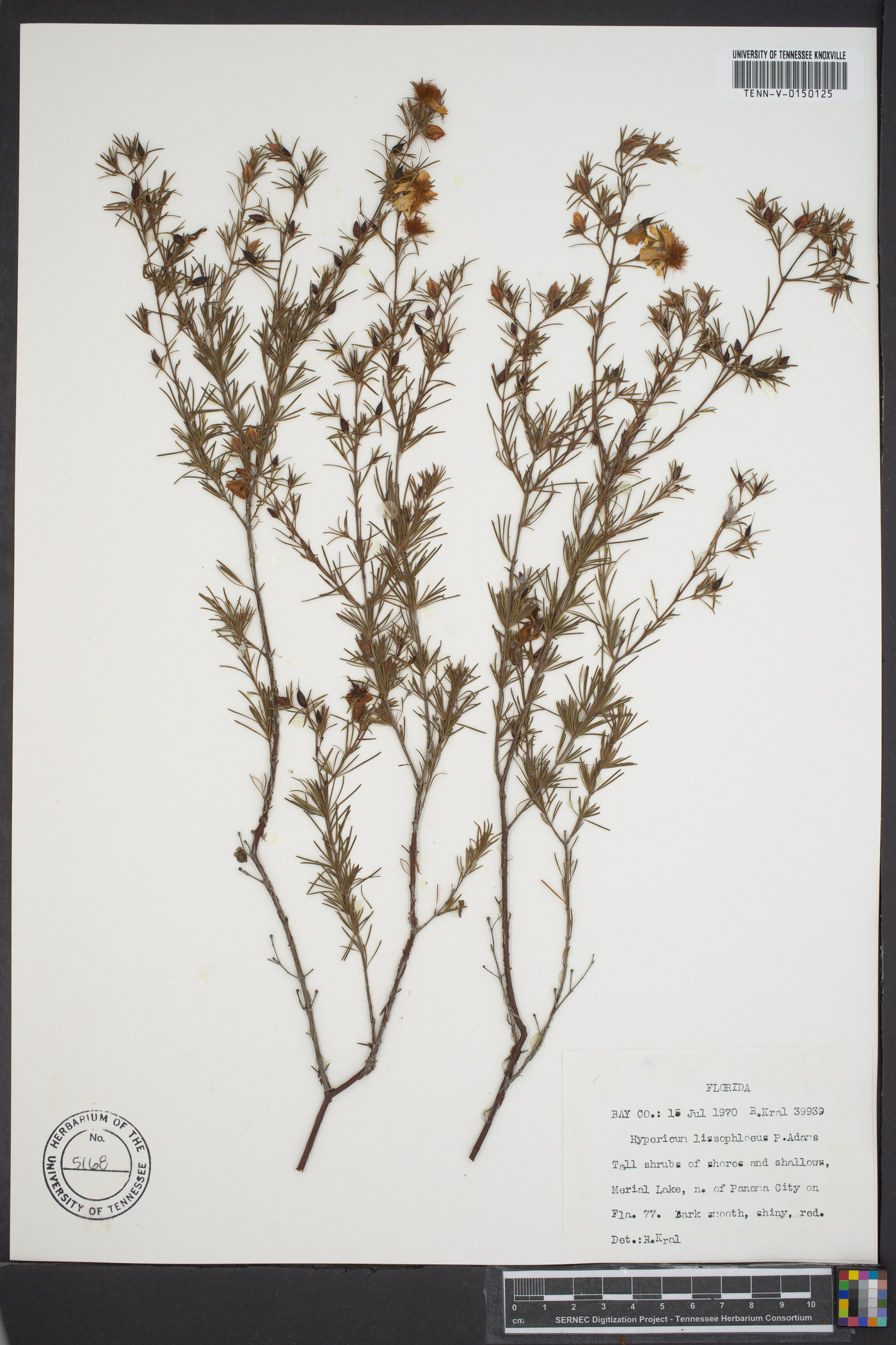 Hypericum lissophloeus image
