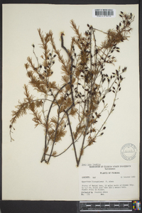 Hypericum lissophloeus image