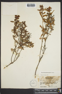 Hypericum lobocarpum image