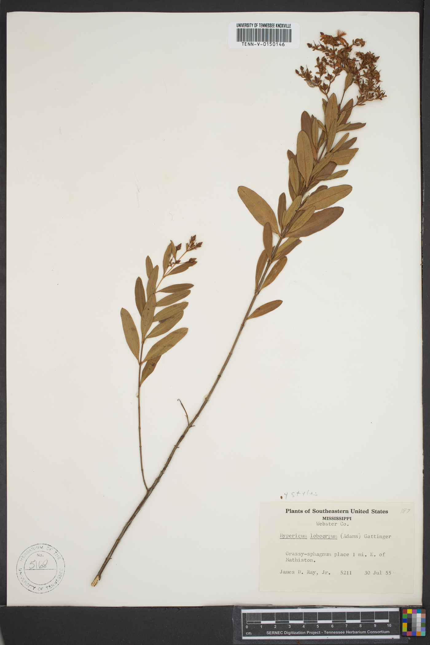 Hypericum lobocarpum image