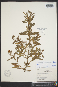 Hypericum lobocarpum image