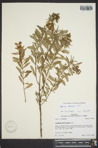 Hypericum lobocarpum image