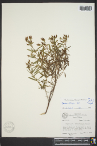 Hypericum lobocarpum image