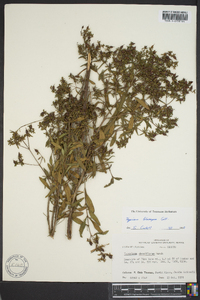 Hypericum lobocarpum image