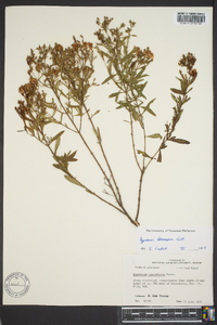 Hypericum lobocarpum image