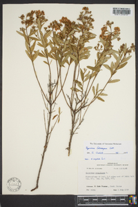 Hypericum lobocarpum image