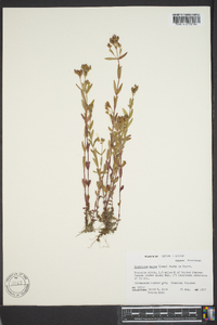 Hypericum majus image