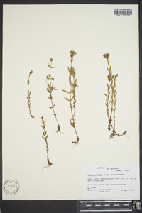 Hypericum majus image