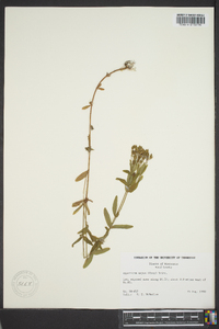 Hypericum majus image