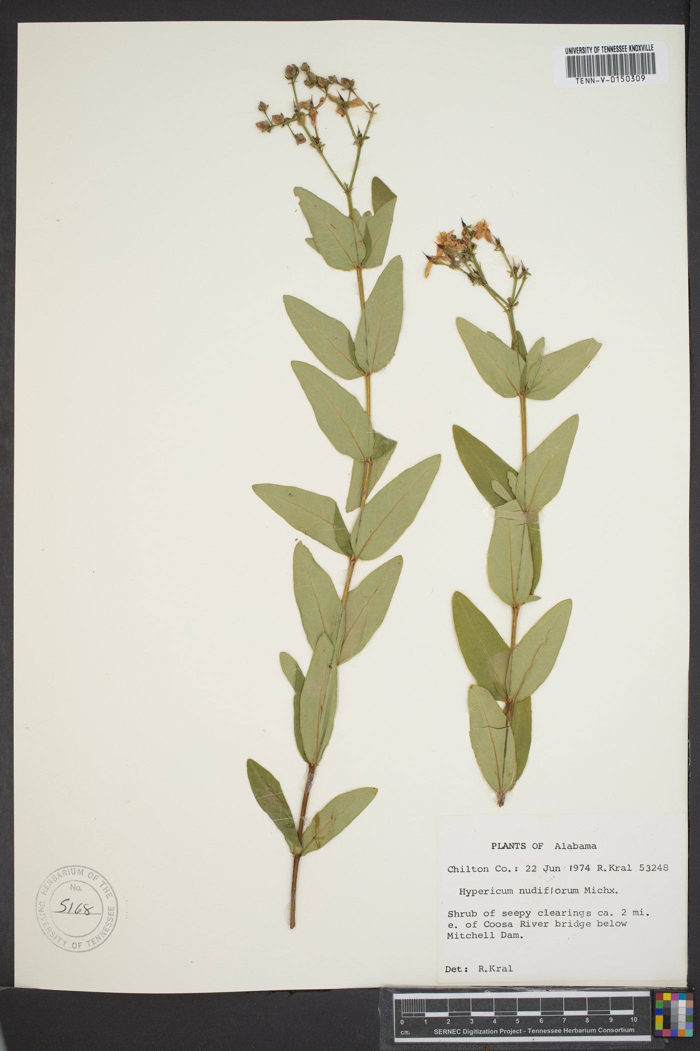 Hypericum nudiflorum image