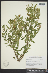 Hypericum nudiflorum image