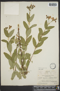 Hypericum nudiflorum image