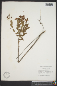 Hypericum myrtifolium image