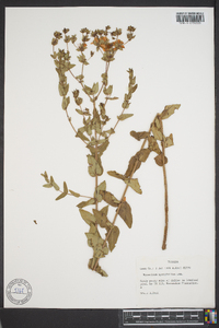 Hypericum myrtifolium image