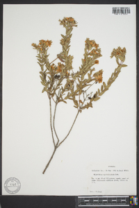 Hypericum myrtifolium image